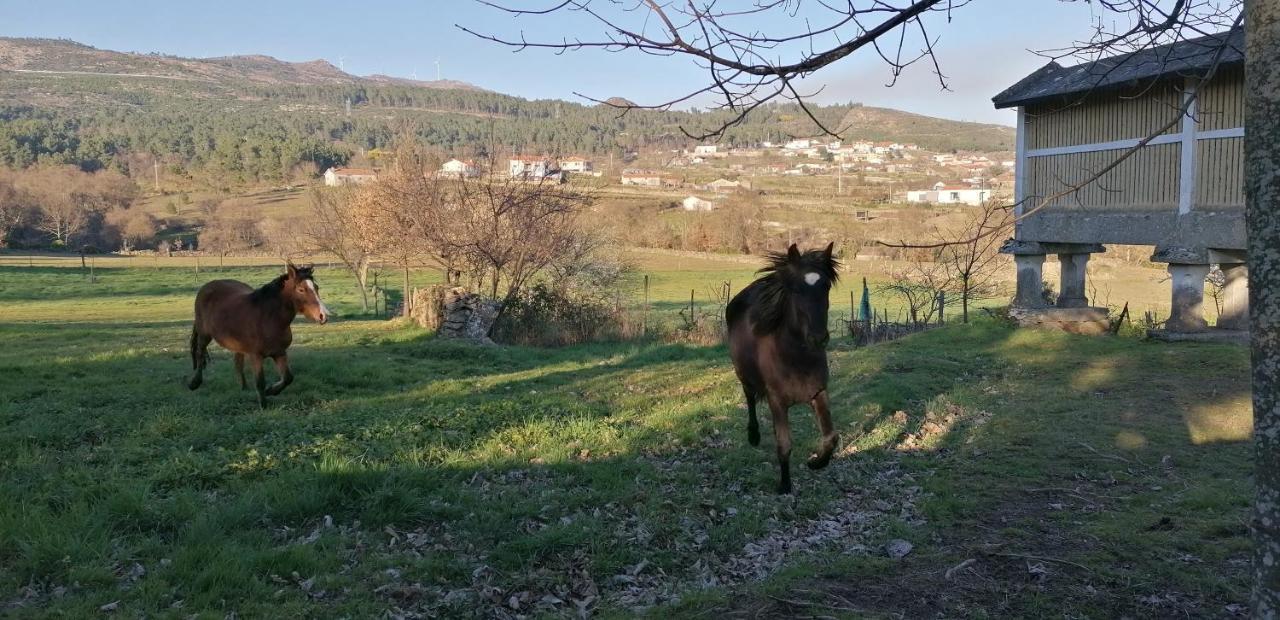 Casa Do Negroes Villa Boticas Dış mekan fotoğraf
